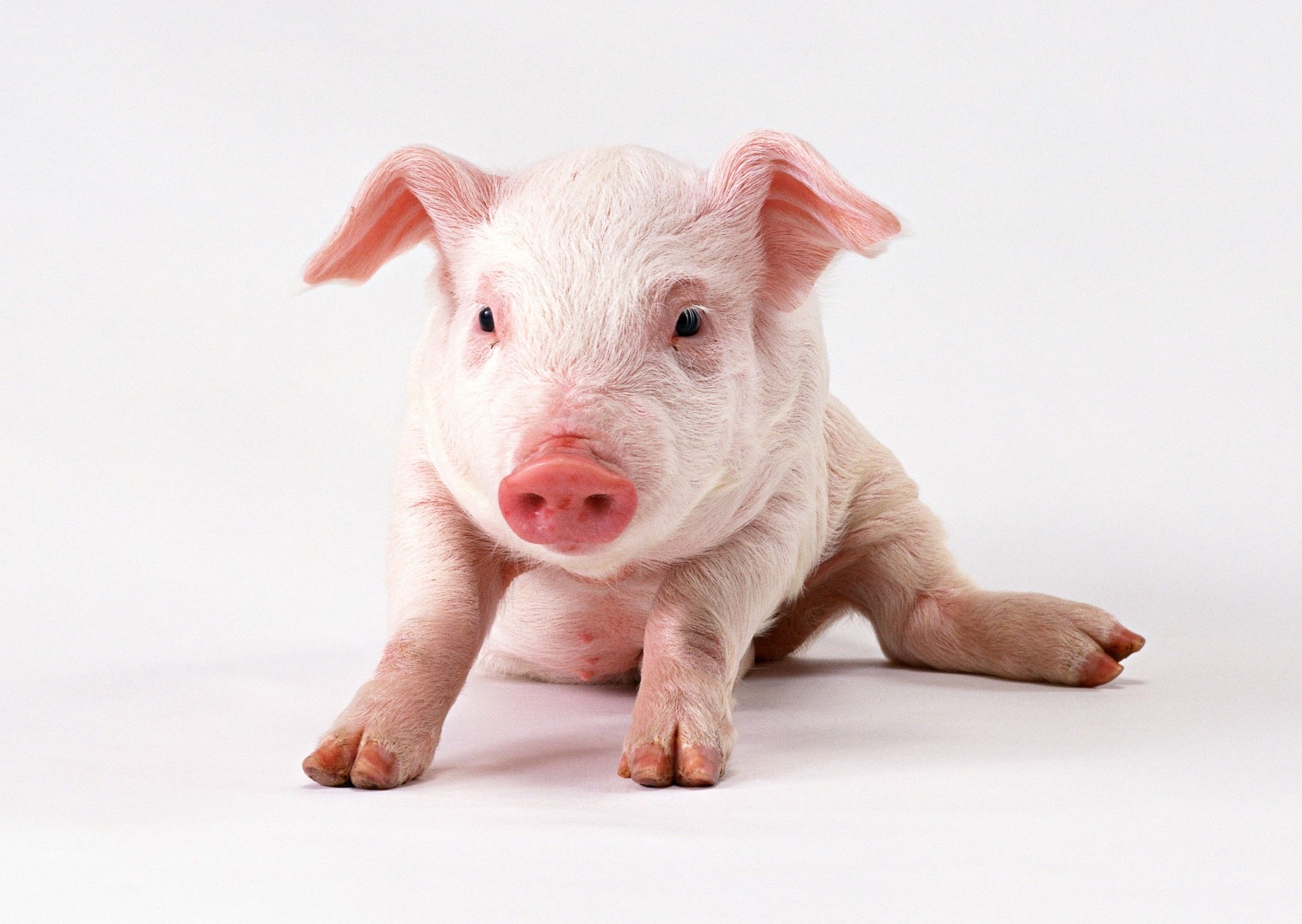 磊“养了7年”的猪开售 网易黑猪拍出16万天价