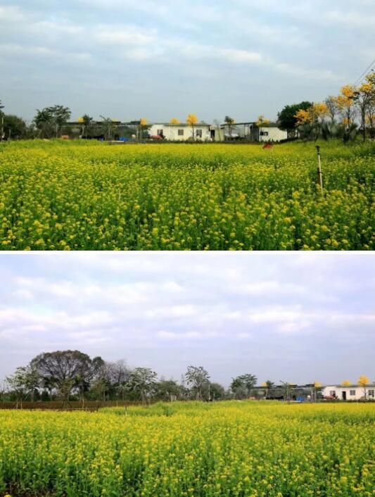 空中漫步赏桃花!中山600亩梦幻湿地花海迎来最美时刻!