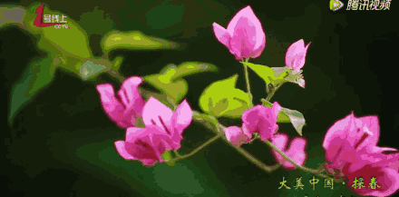 中山唯一!这里竟藏着个全国