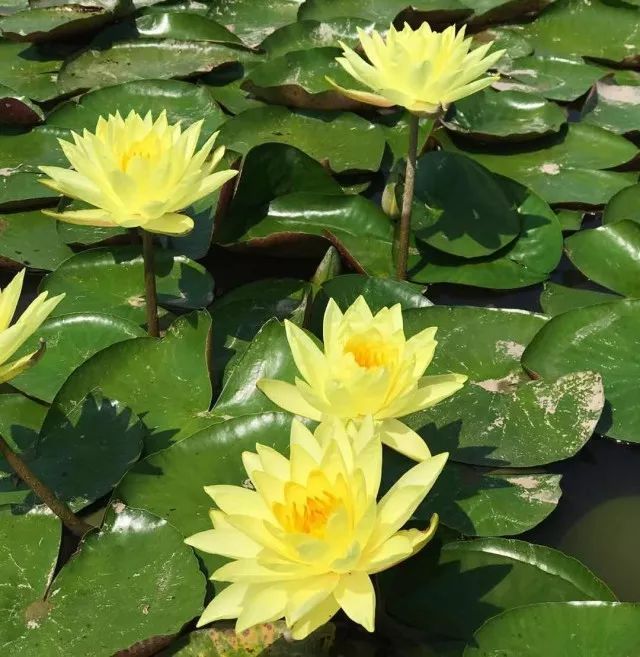 生态园内种植了超30种莲花以及约12个品种的荷花,放眼望去,五颜六色