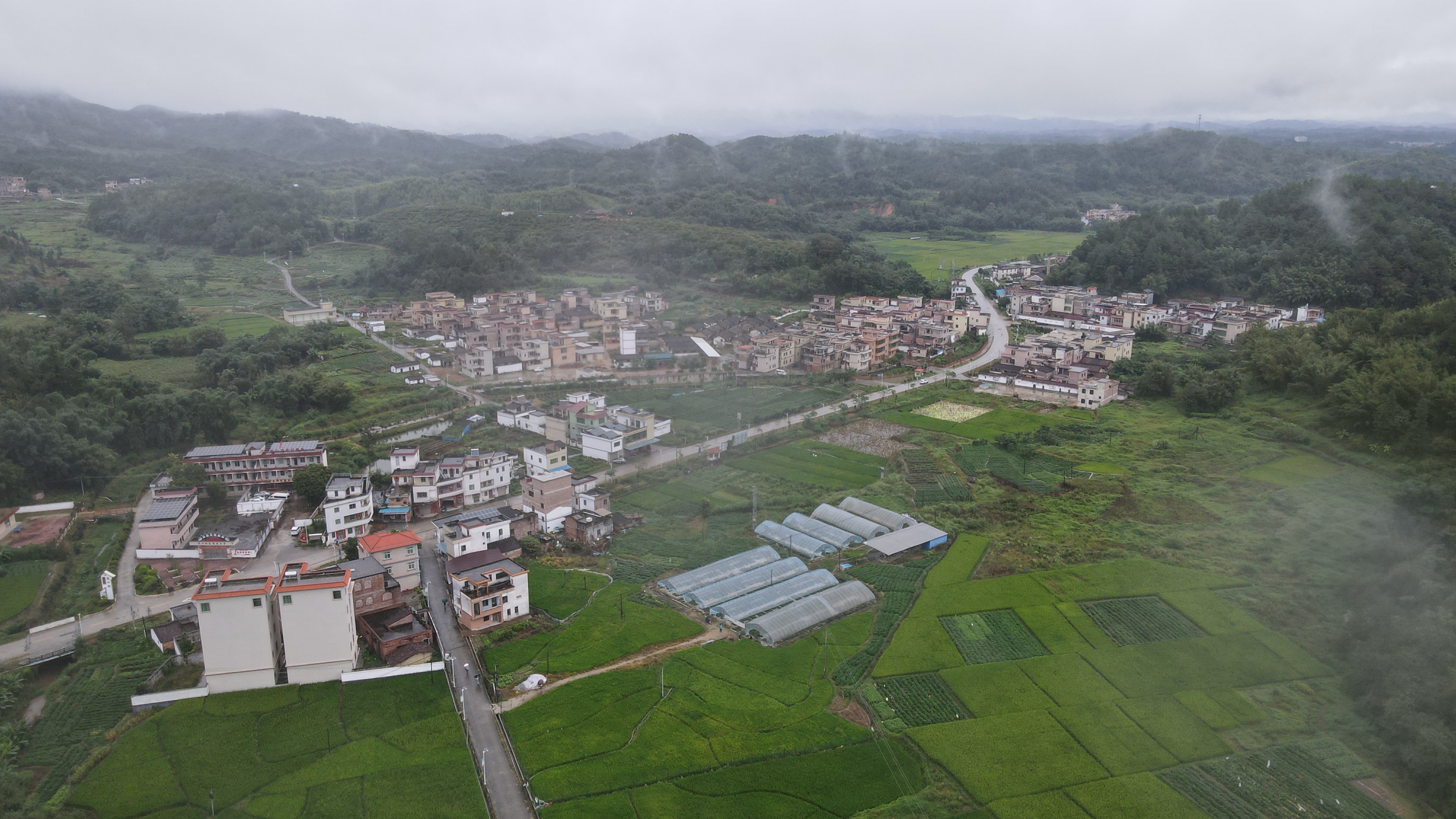 中山在肇庆坑口村的茂盛山林中种出"沙漠玫瑰"?