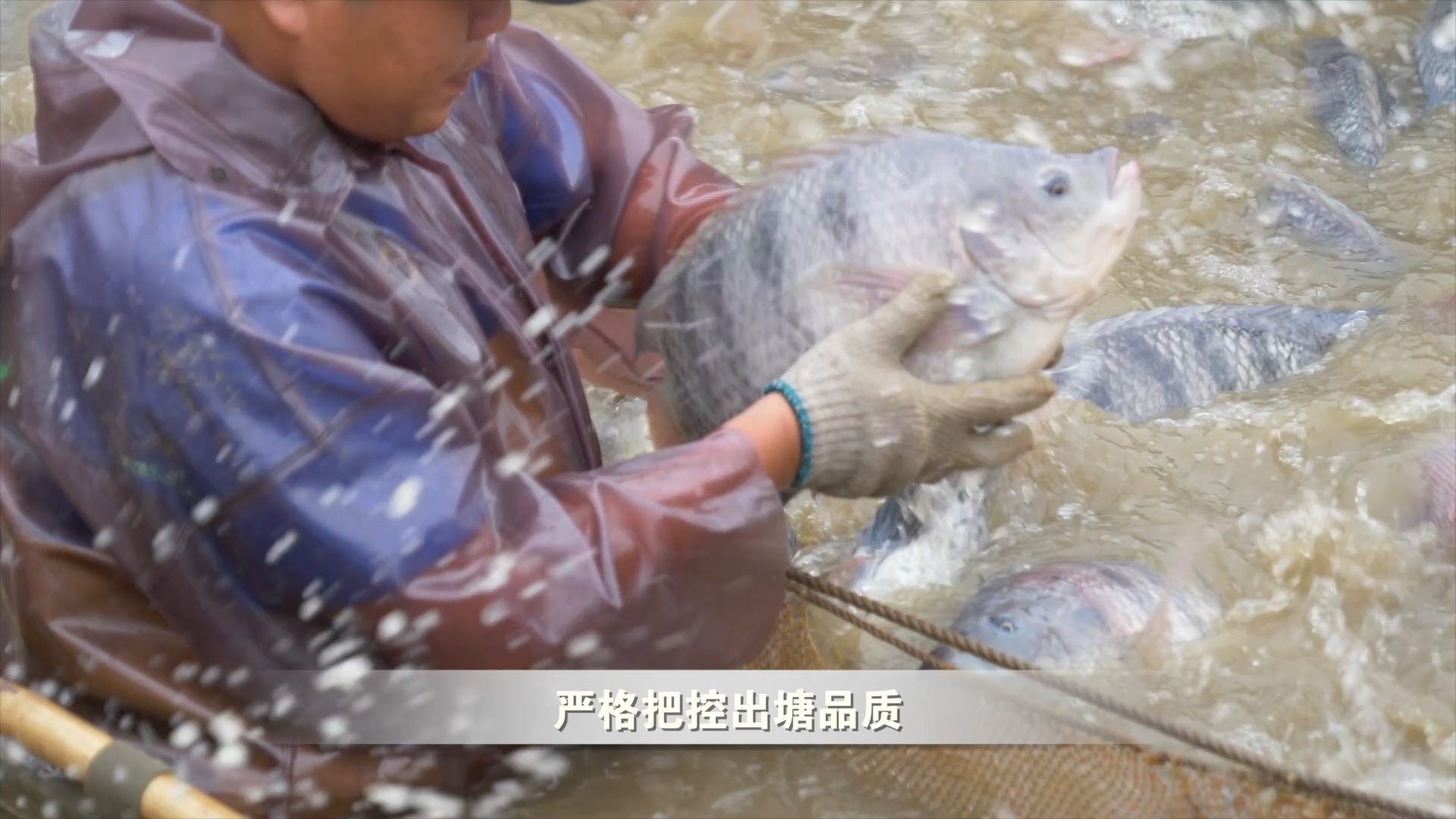 一年卖4000多万!阜沙脆肉罗非鱼开拓新市场