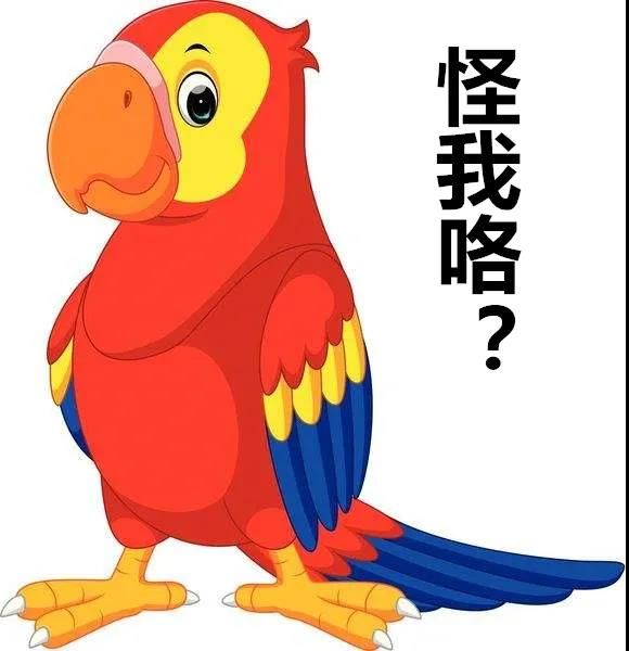 鹦鹉:怪我吗?