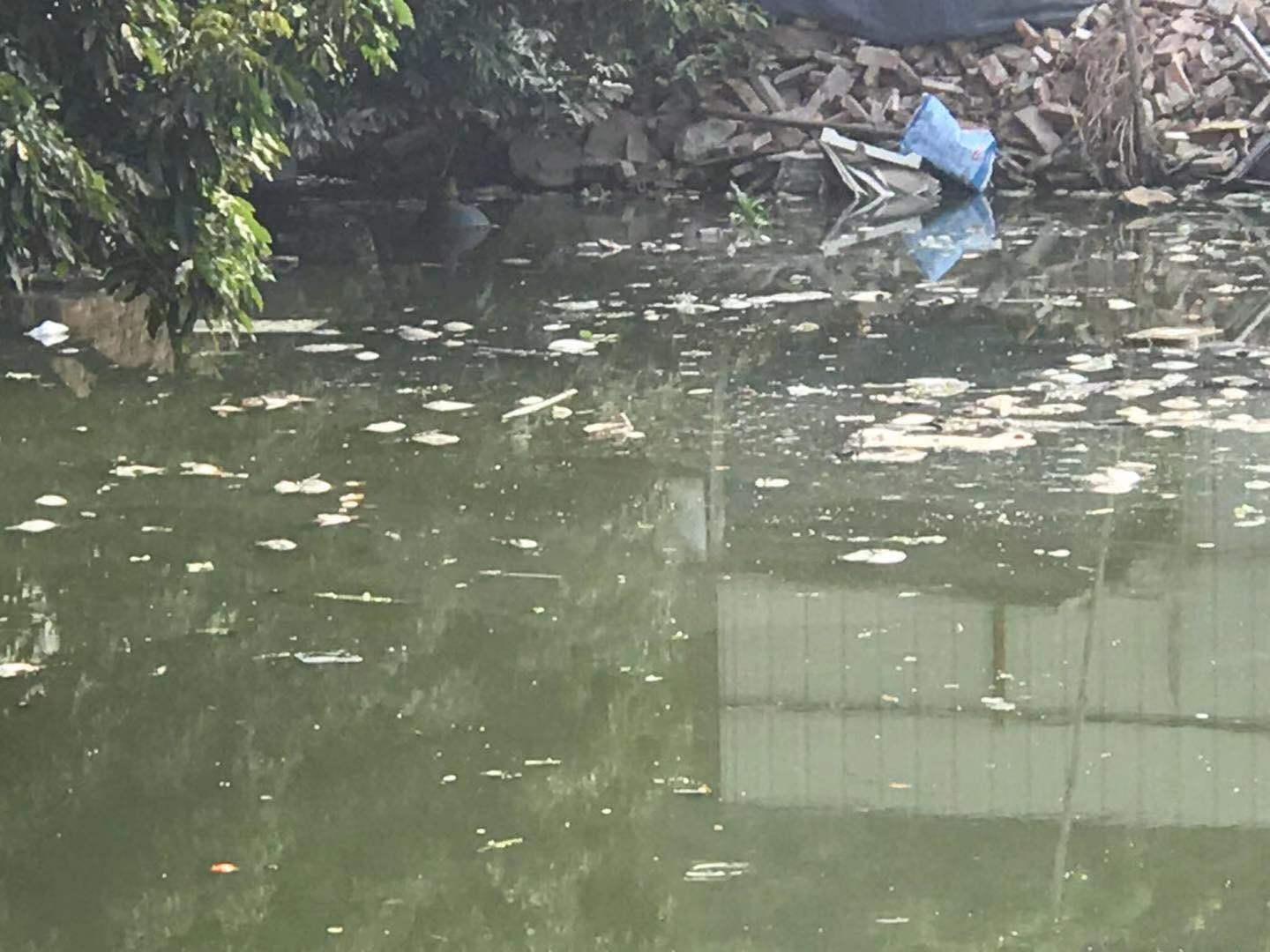 水塘全是死鱼?村委回应了.