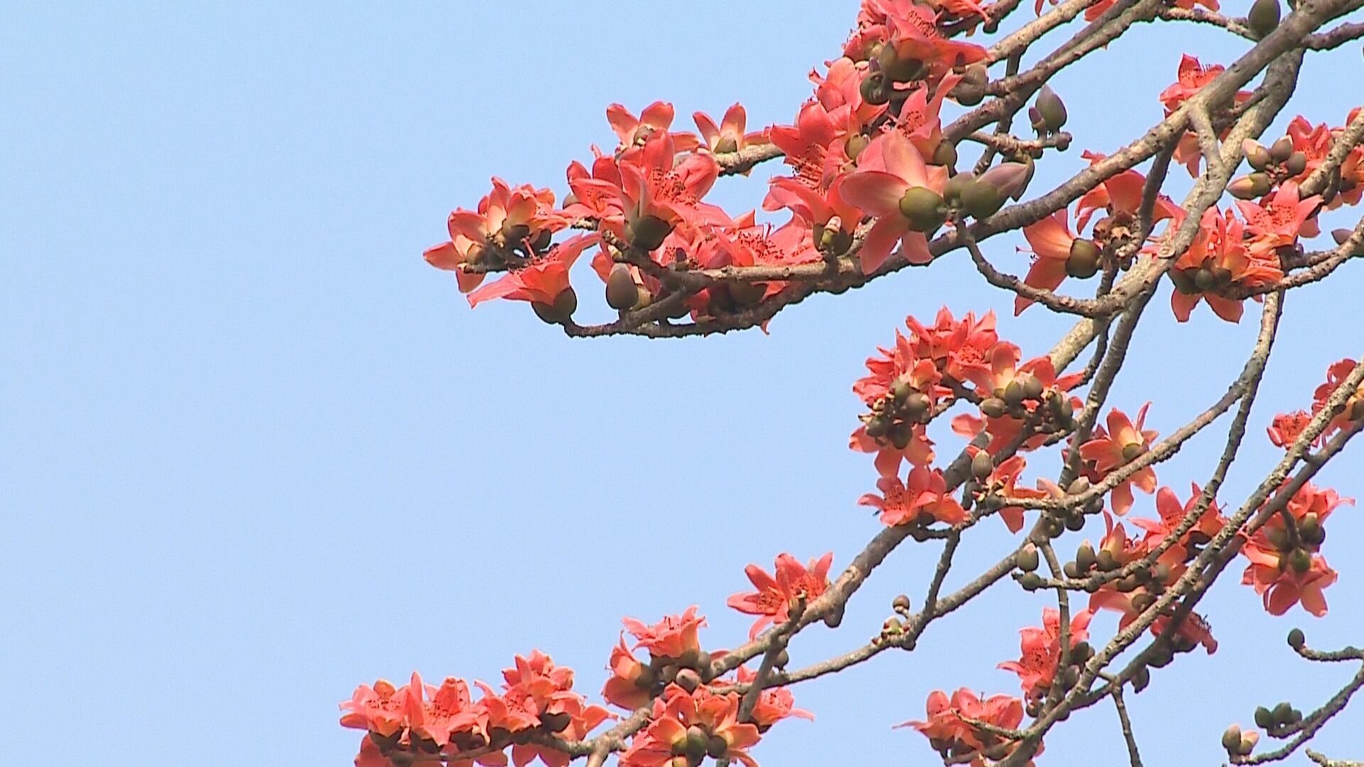 春意盎然百花竞 木棉花开别样红