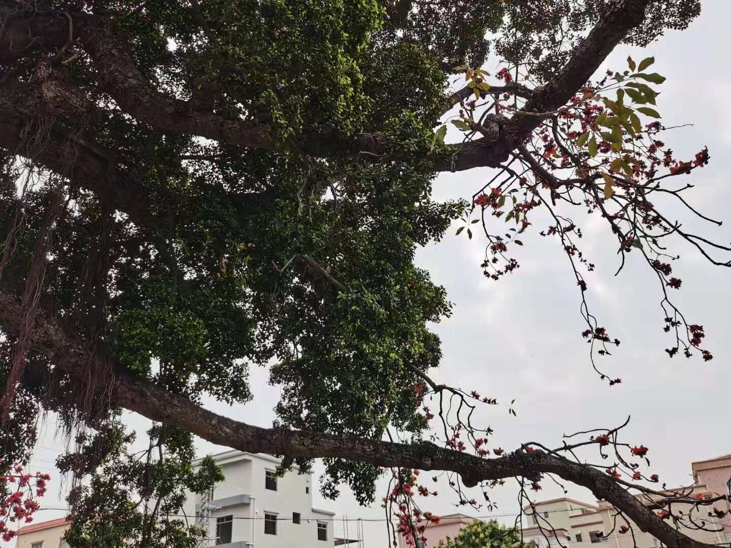 【树上的鸳鸯摄影图片】生态摄影_太平洋电脑网摄影部落