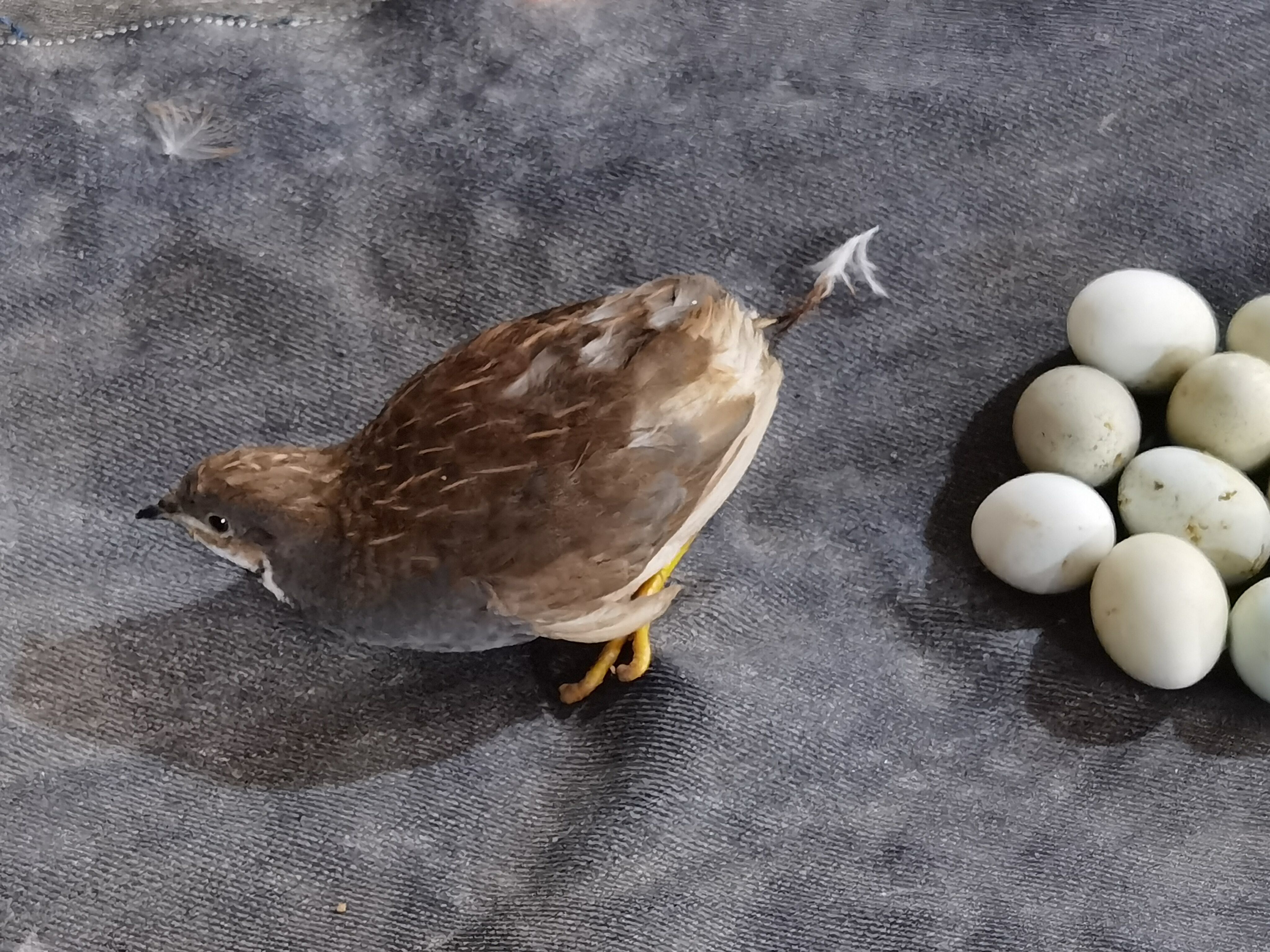 不下蛋的母鸡能日吗1，不下蛋还打盹的母鸡可以吃吗？