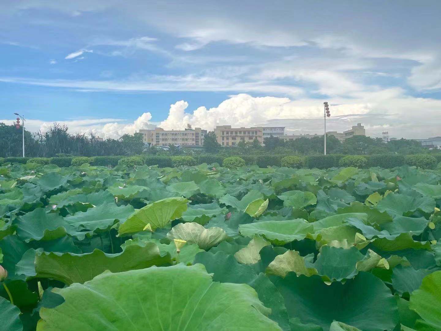 下雨天也能欣赏的景点沙溪厚山荷花池