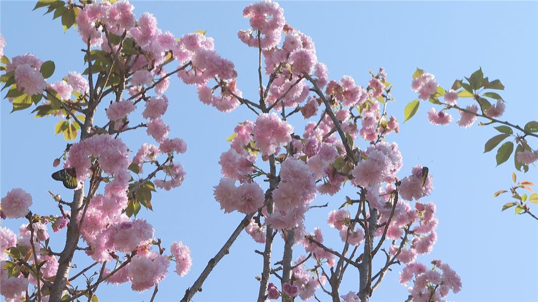 视频 | （过大年 请到中山来）打卡好去处！坦洲300多棵樱花盛放迎八方游客