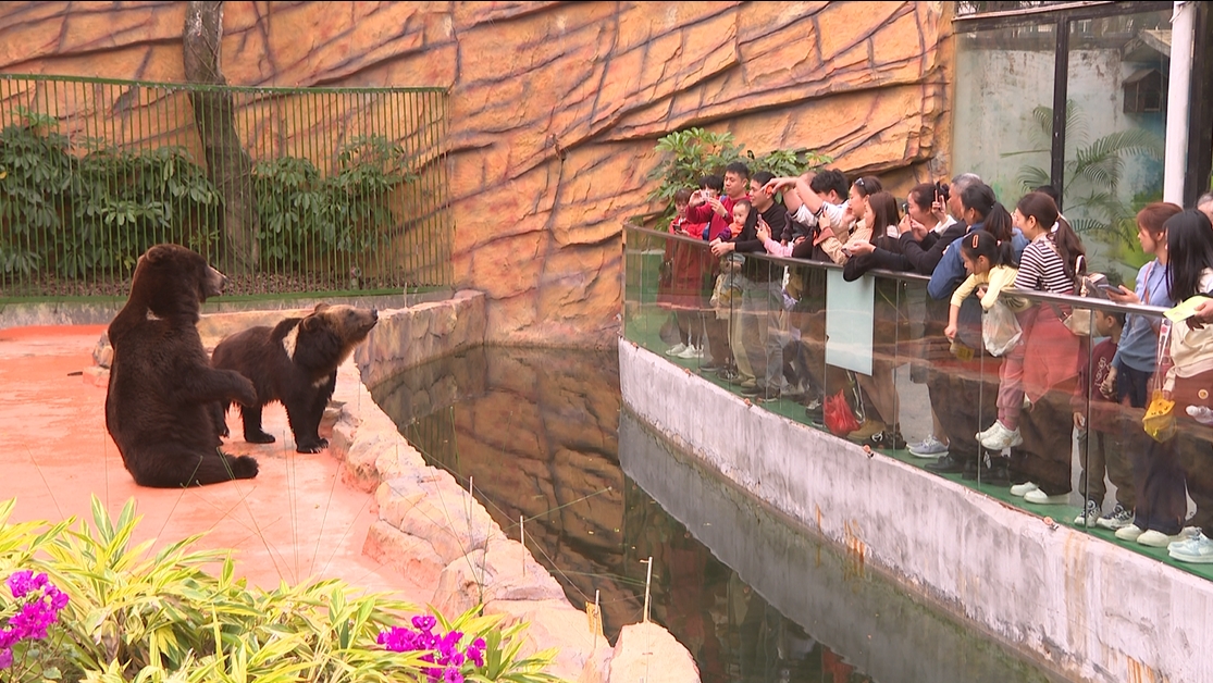 视频 | （过大年 请到中山来）抓住假期“小尾巴” 中山紫马岭动物园内“年味”浓 人气旺