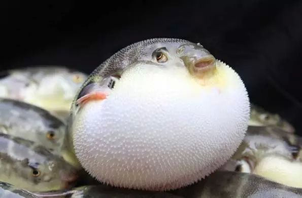 比一般河豚鲜美,还无毒!中山这儿出产的美味闻名全国!