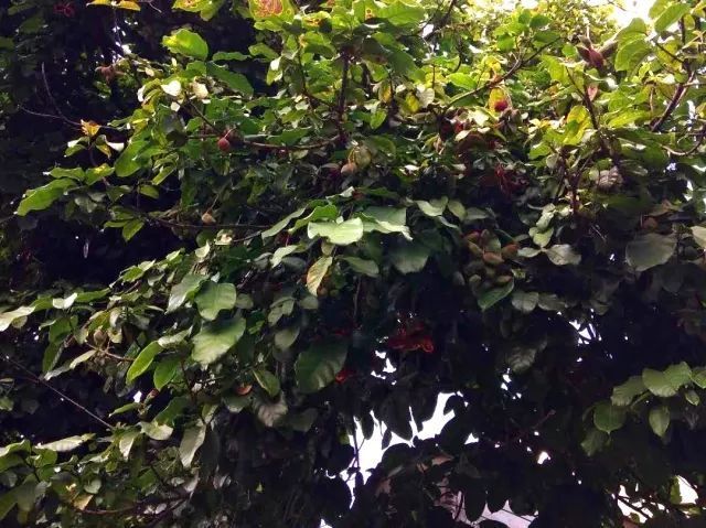 中山人爱吃的这种果子成熟了口感像鸡蛋黄尝过吗