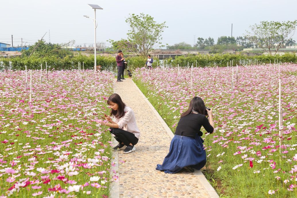 位於三角鎮結民村 黃沙瀝河岸堤段的 三角金鯉灣生態溼地公園 近十畝