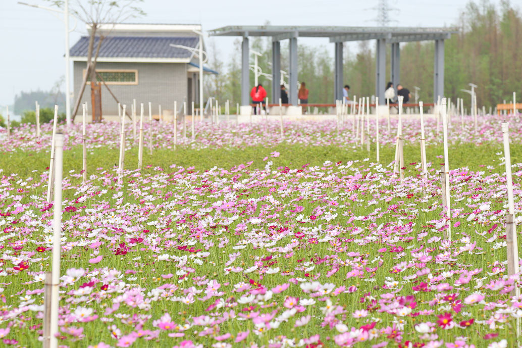 位於三角鎮結民村 黃沙瀝河岸堤段的 三角金鯉灣生態溼地公園