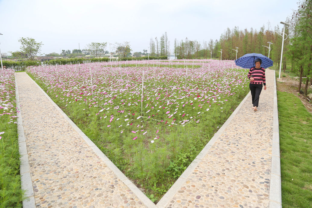 位於三角鎮結民村 黃沙瀝河岸堤段的 三角金鯉灣生態溼地公園 近十畝