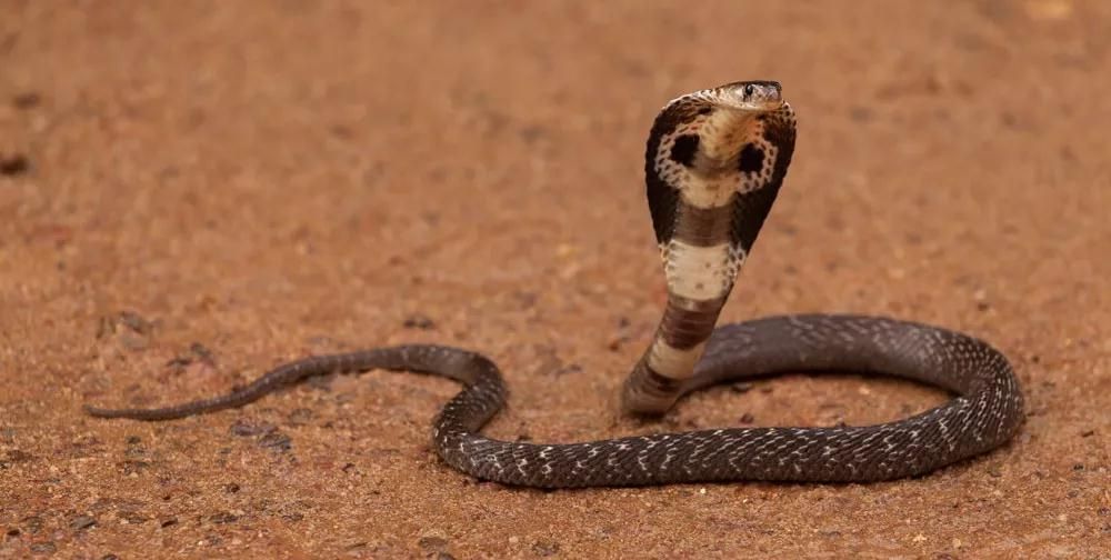阿伯好奇逗眼镜蛇却被蛇咬 不去医院自己敷药 结果.