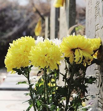 文明祭祀花市旺 清明菊花价格升
