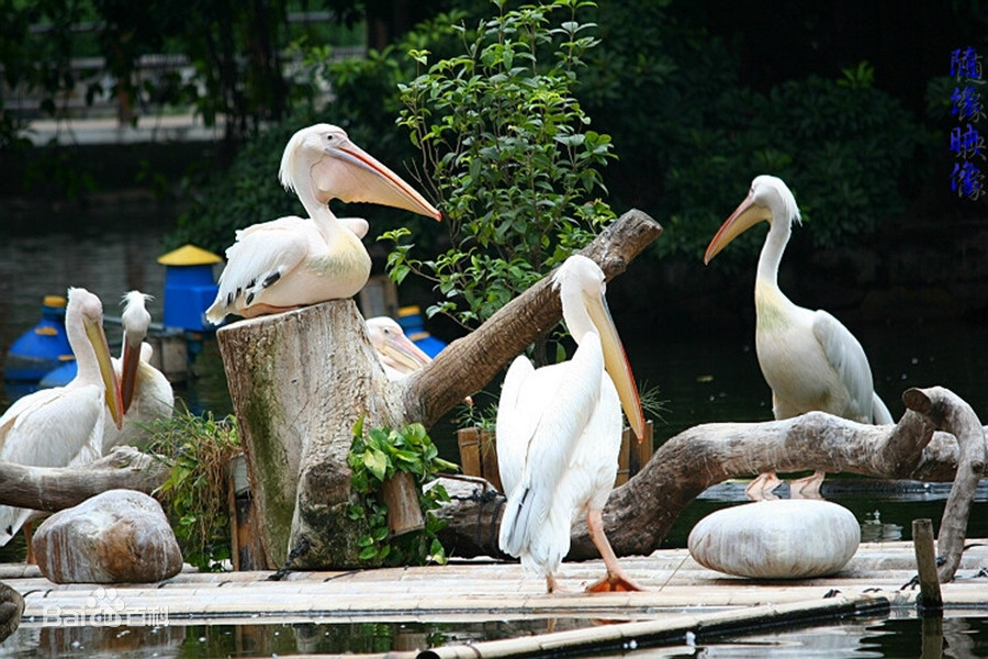 中山高速公路惊现一只大嘴鹅热心市民做这样