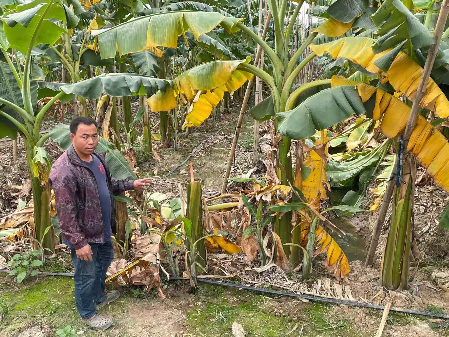 蕉农损失惨重!50亩蕉苗超八成出现病害,专家说原因可能是
