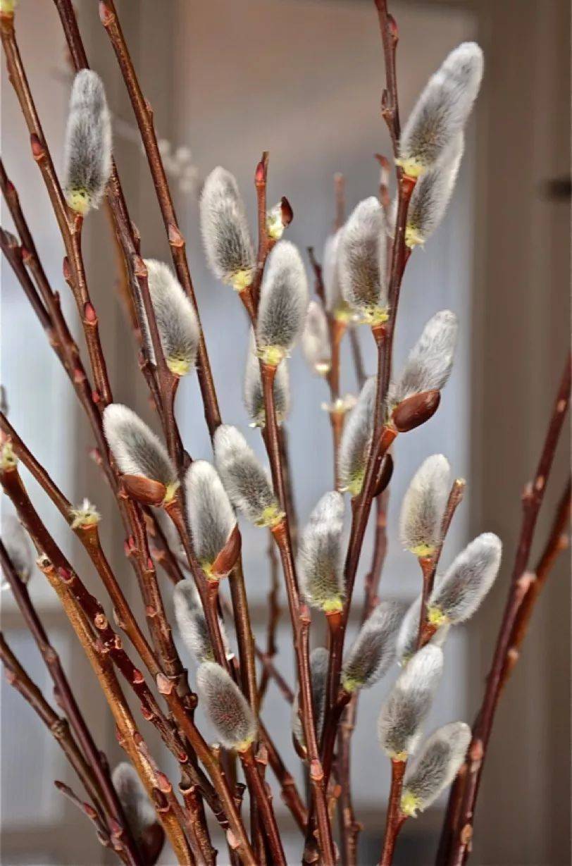 "广东发布"的这个栏目最近热播,单条点击量均破万!