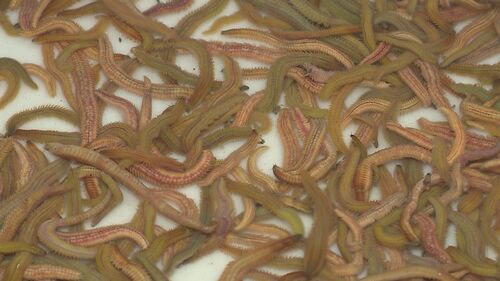 神湾肥美禾虫上市!今年价格如何?