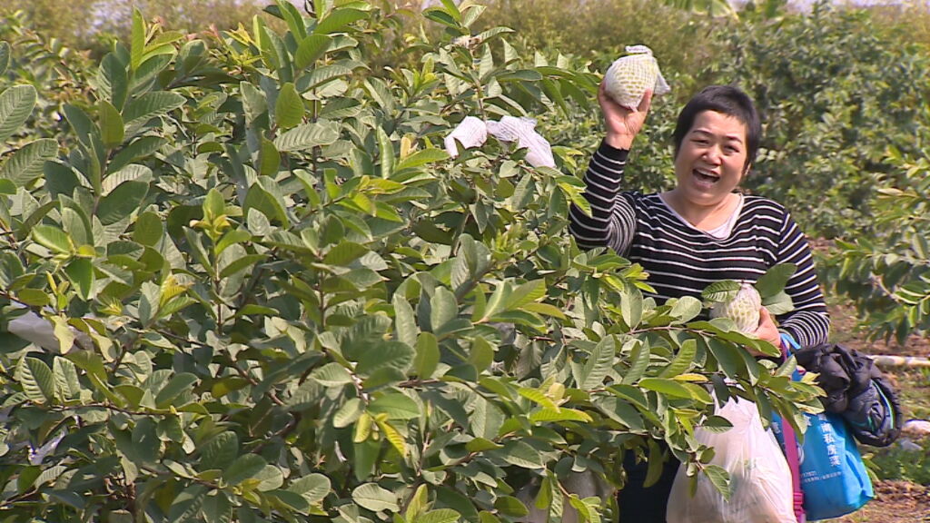 中山民眾偉豐農場負責人周寶瑩告訴記者,他們的蔬菜,水果