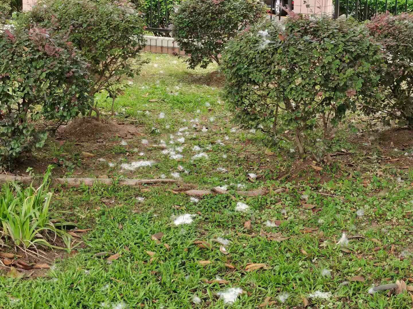 木棉花絮虽美如雪但这些人群要远离