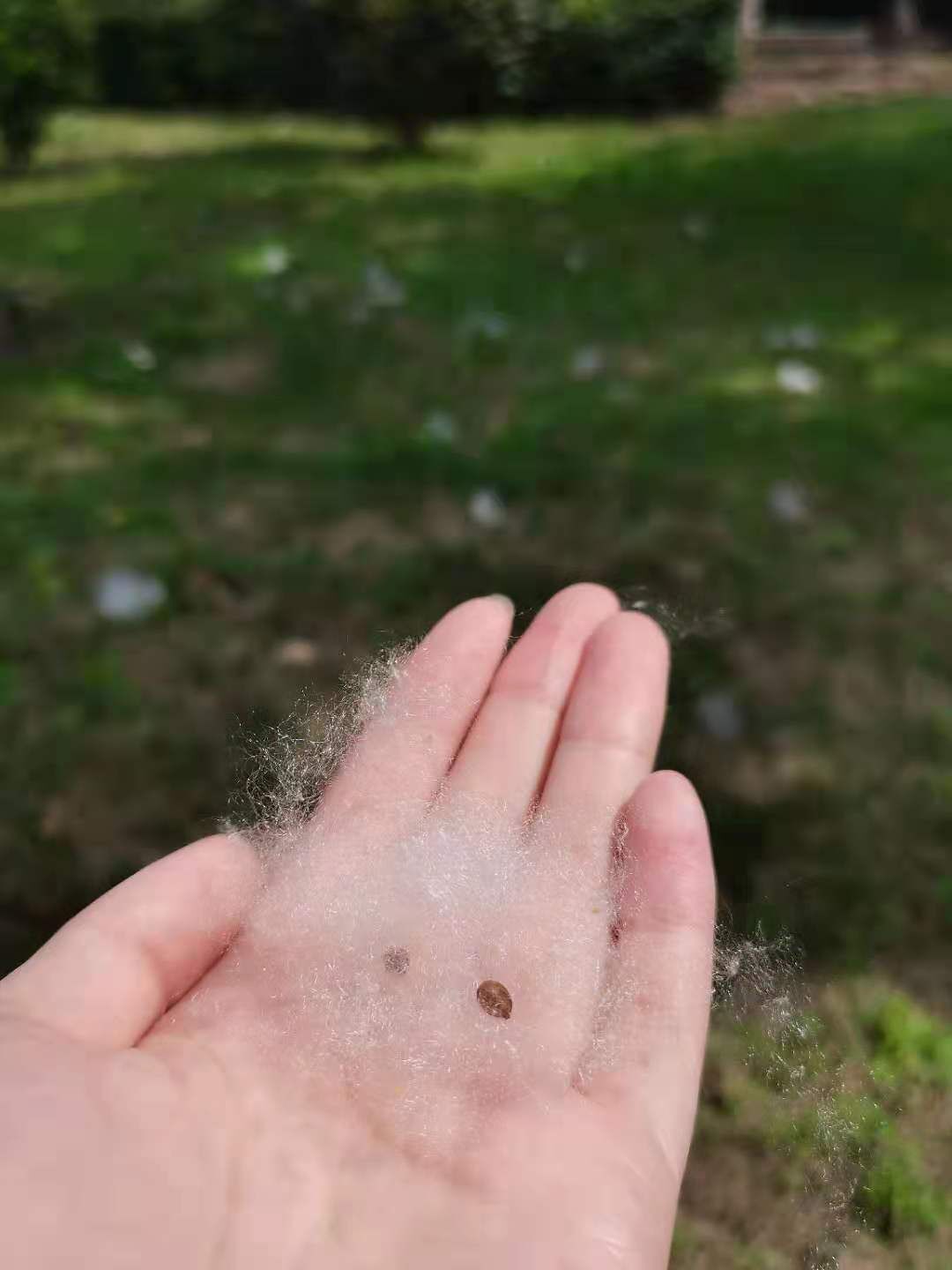 木棉花絮虽美如雪但这些人群要远离