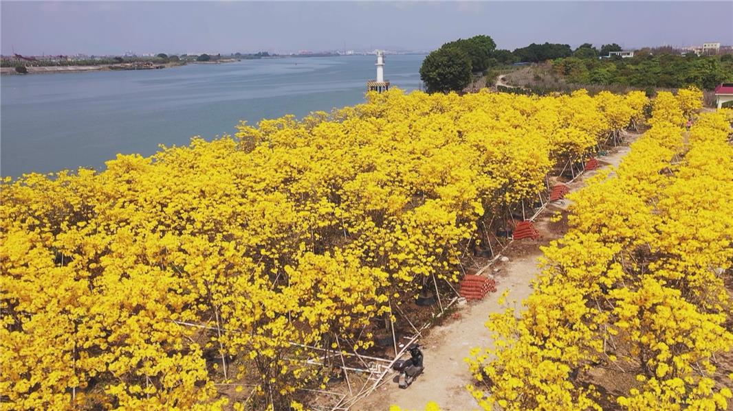 广东黄花风铃木价格