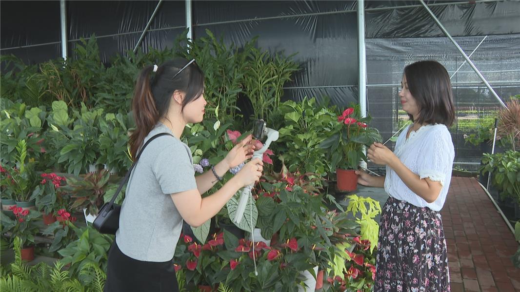 花木市场批发市场