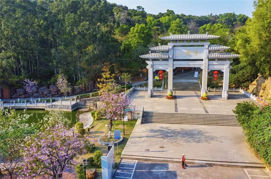 权威访谈阜沙镇沉下心来栽梧桐树主动出击引凤凰