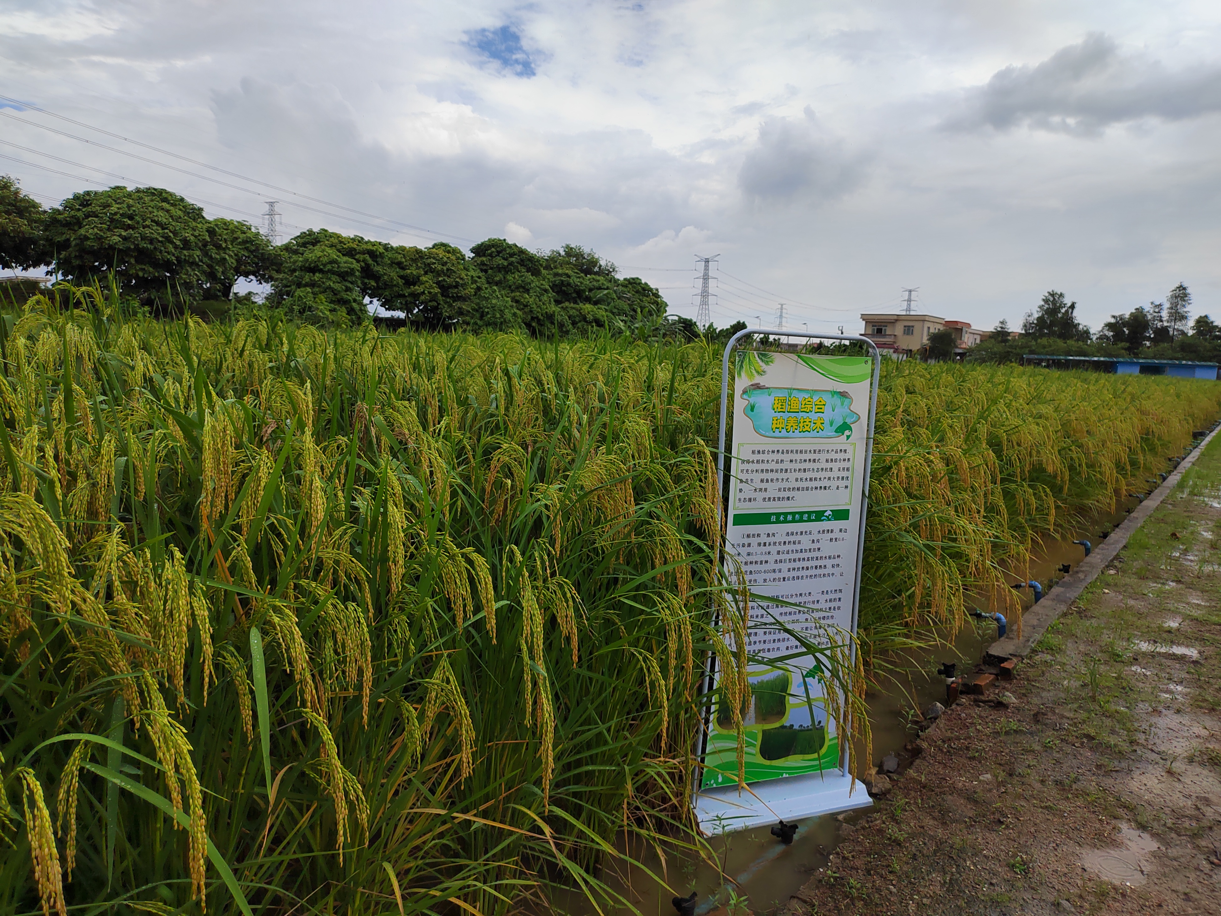 视频株高18米以上中山首次试种巨型稻