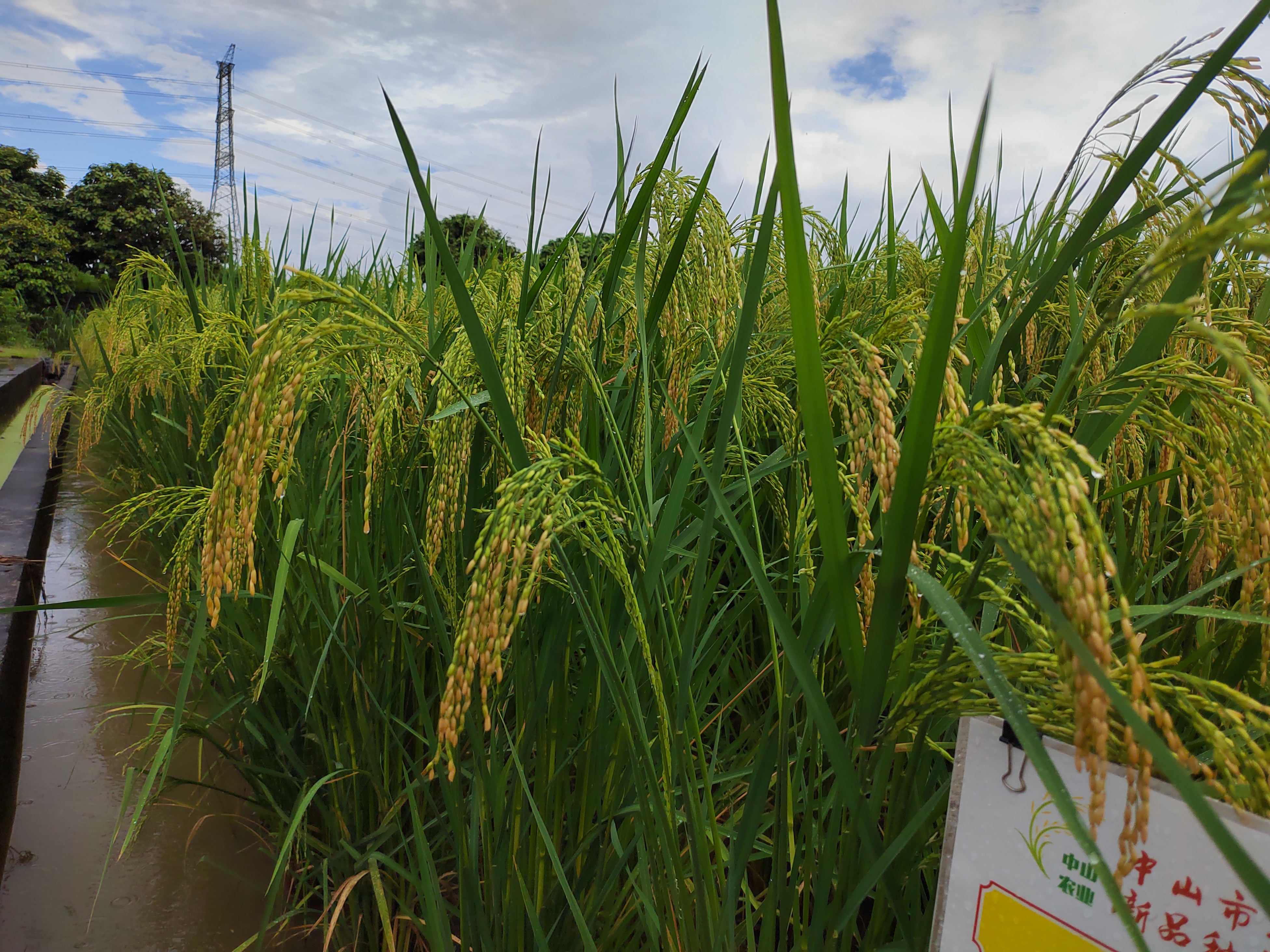 视频株高18米以上中山首次试种巨型稻