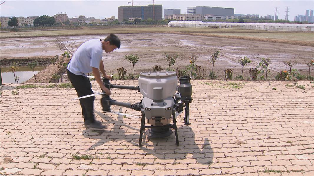高素质农民加入中山水稻机械化种植更高效