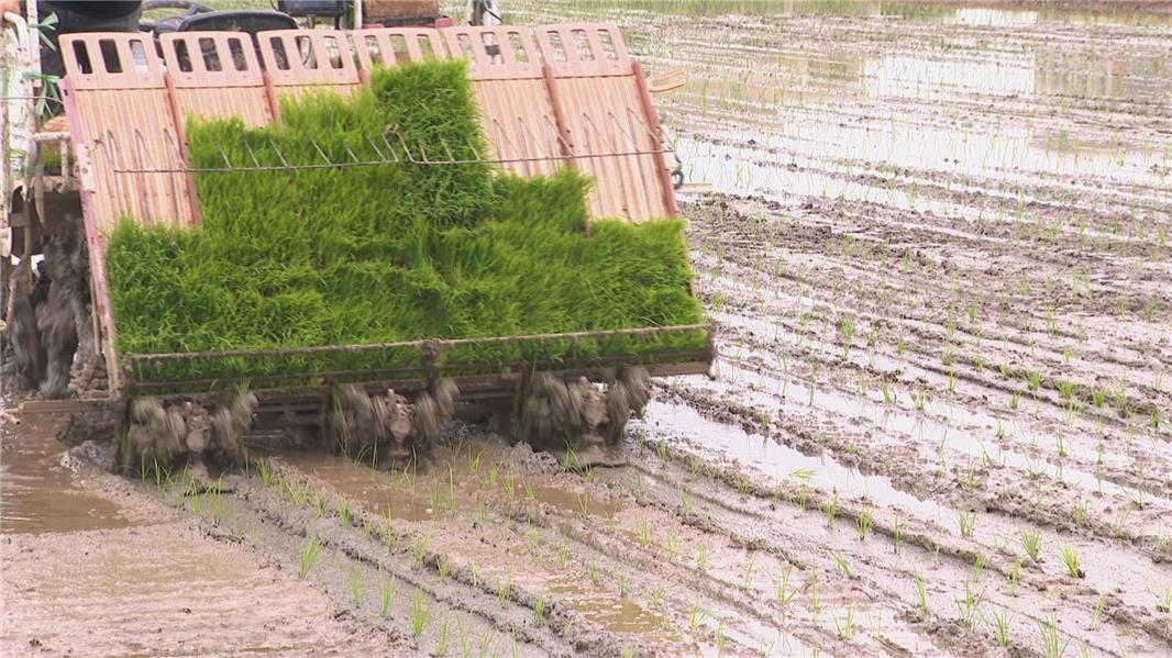 高素质农民加入中山水稻机械化种植更高效