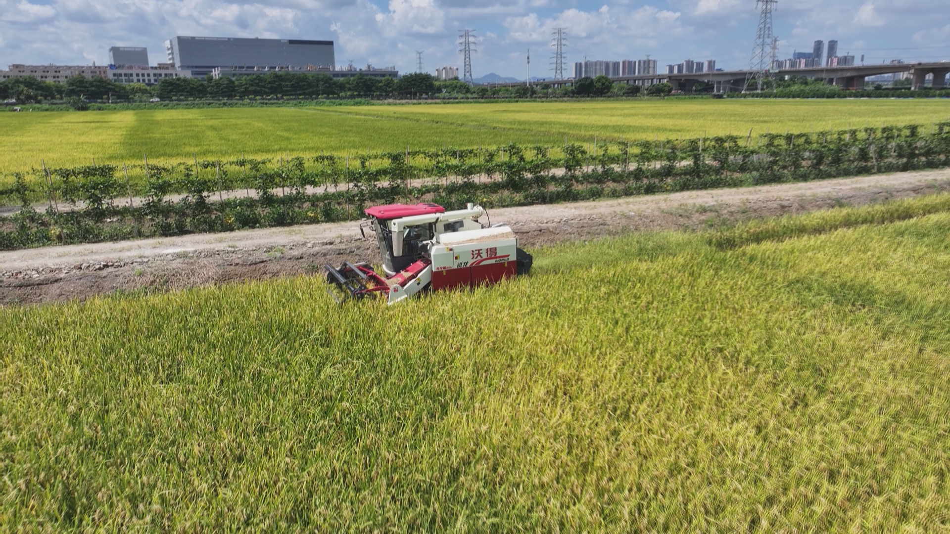 辽宁阜新水稻收割图片