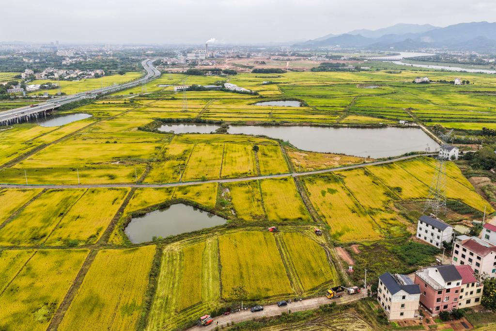 2025年10月22日,空中俯瞰浙江省金华市金东区塘雅镇万亩良田示范区(无人机照片)。新华社记者 徐昱 摄