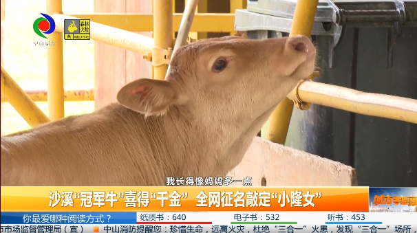 城市零距离｜沙溪“冠军牛”喜得“千金” 全网征名敲定“小隆女”
